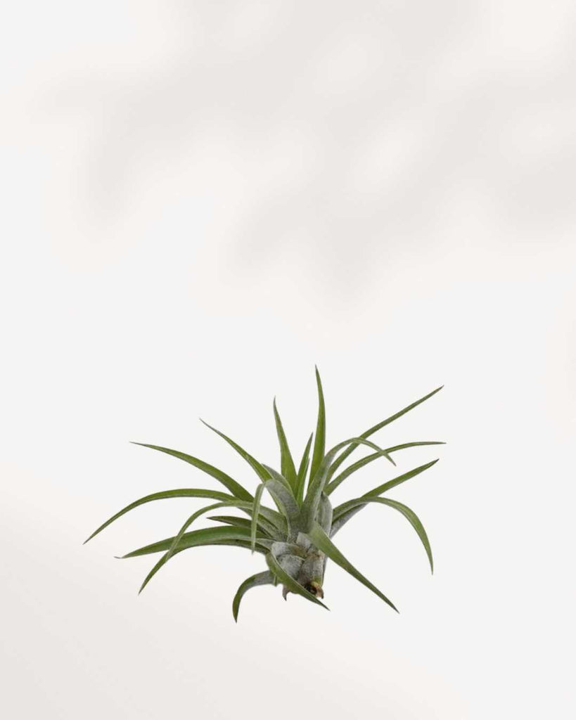 Tillandsia Brach Abdita - Air Plant Tillandsia Brach Abdita - Air Plant