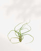 Tillandsia Bulbosa - Air Plant Tillandsia Bulbosa - Air Plant