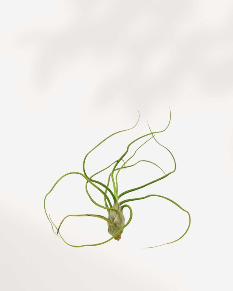 Tillandsia Bulbosa - Air Plant Tillandsia Bulbosa - Air Plant