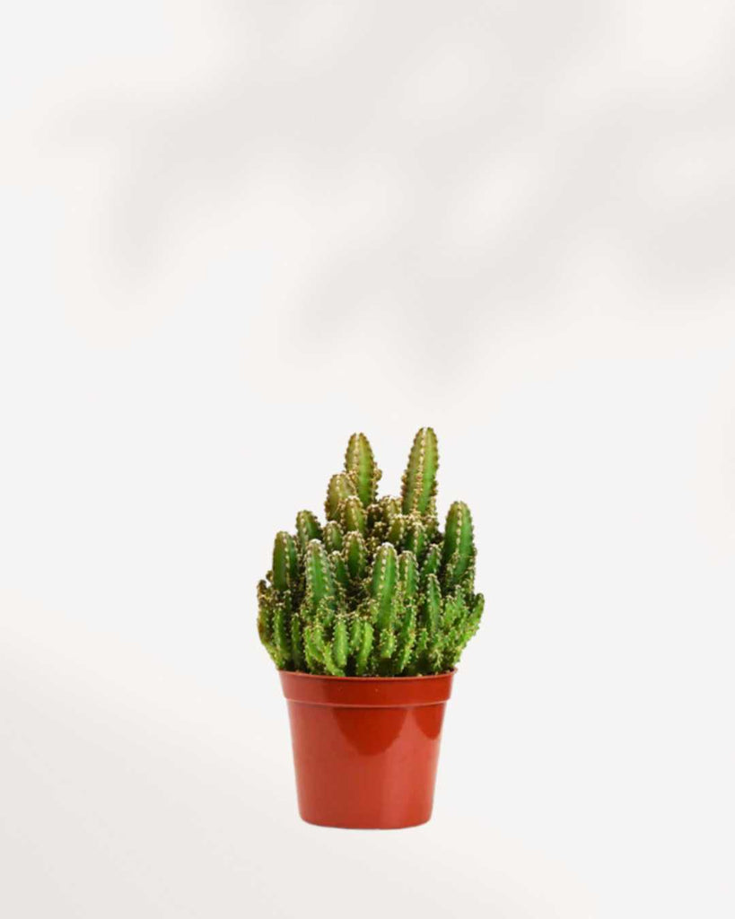 Cactus Mystery Box Single Pack