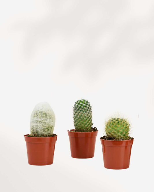 Cactus Mystery Box | Buy Online