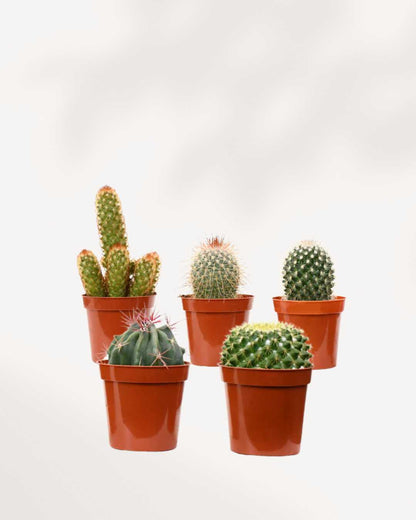 Cactus Mystery Box | Buy Online