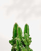 Cactus Cereus Fairy Castle