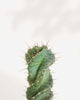 Spiral Cactus