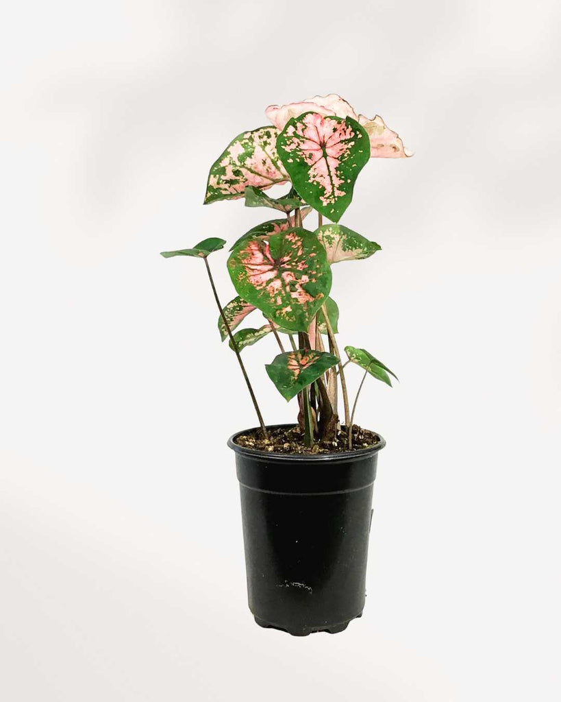 Caladium Pink Splash 6" Pot - Medium