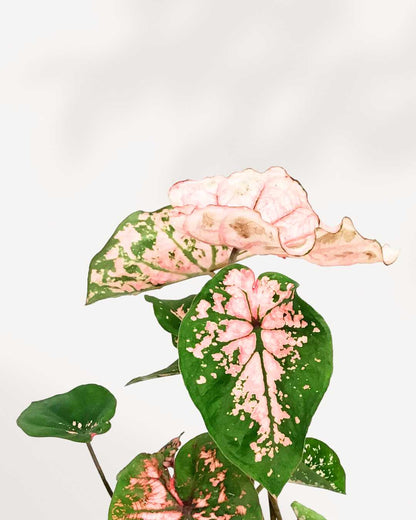 Caladium Pink Splash | Buy Online