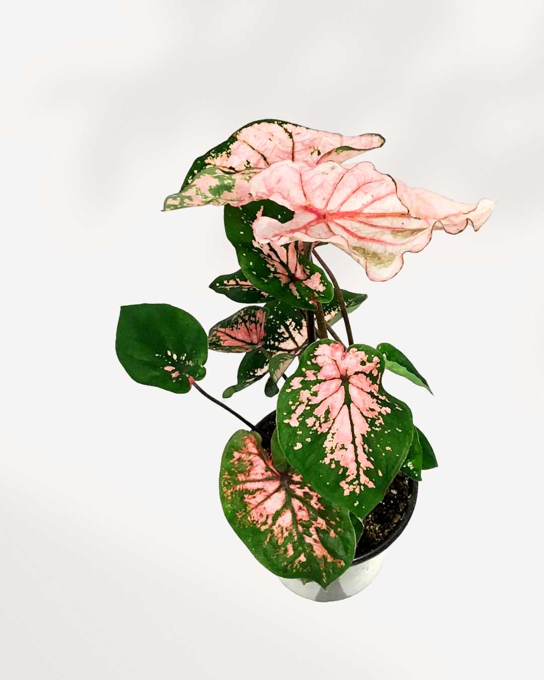 Caladium Pink Splash | Buy Online