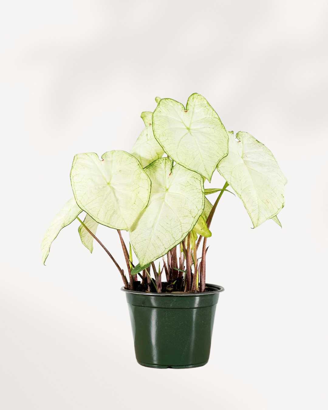 Moonlight Caladium - Elegant White Plant for Indoors