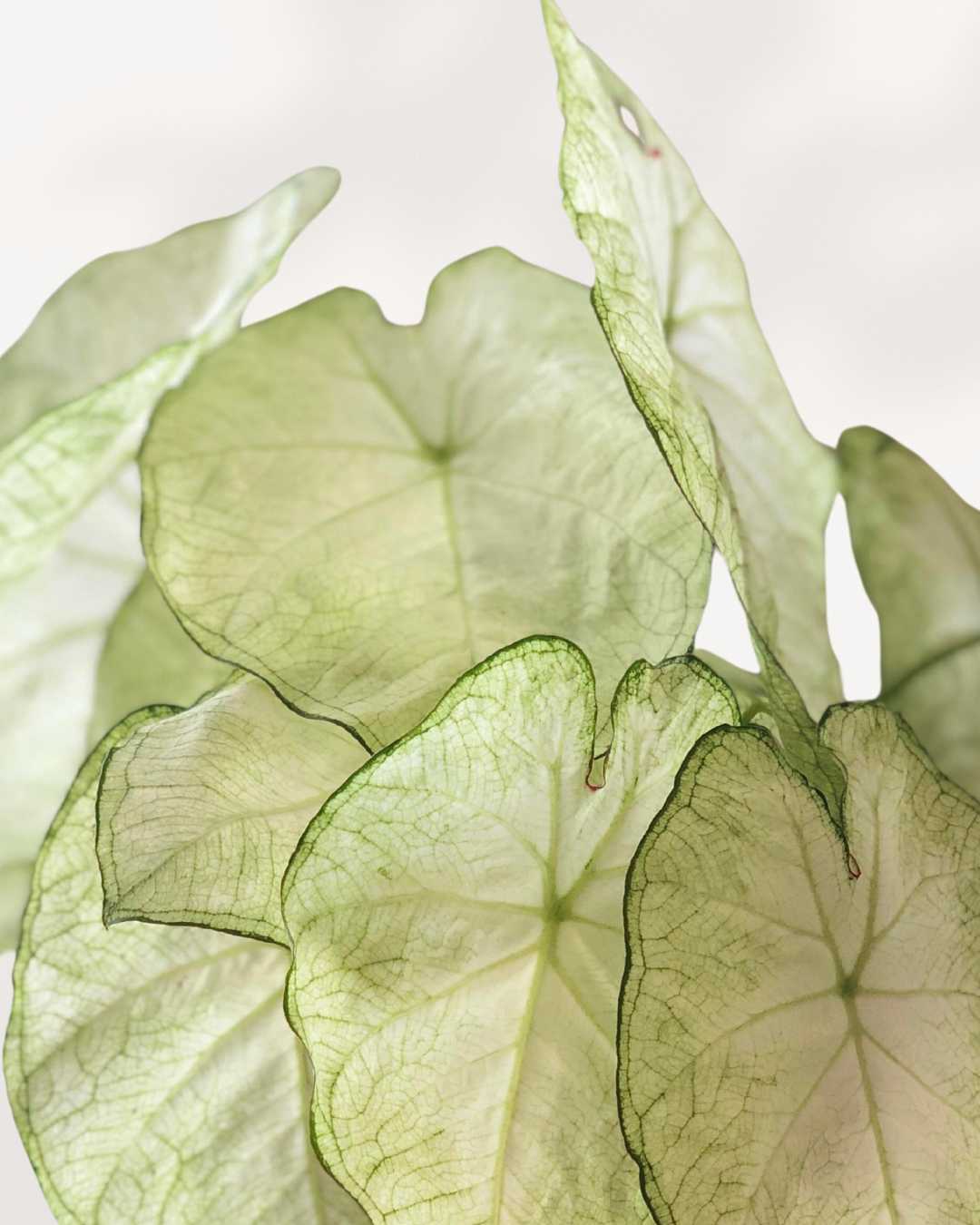 Caladium White Moonlight | Buy Online