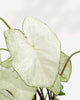 Caladium White Moonlight
