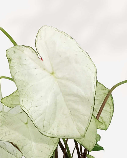 Caladium White Moonlight | Buy Online