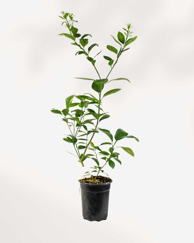 Citrus, Calamondin Orange 5" Pot - Medium (Edible)
