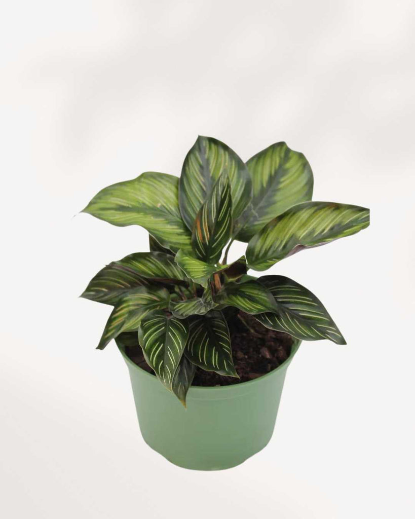 Calathea Beauty Star