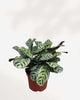 Calathea Burle Marxii