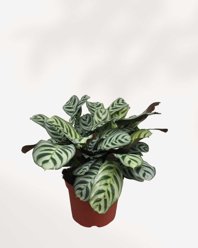 Calathea Burle Marxii