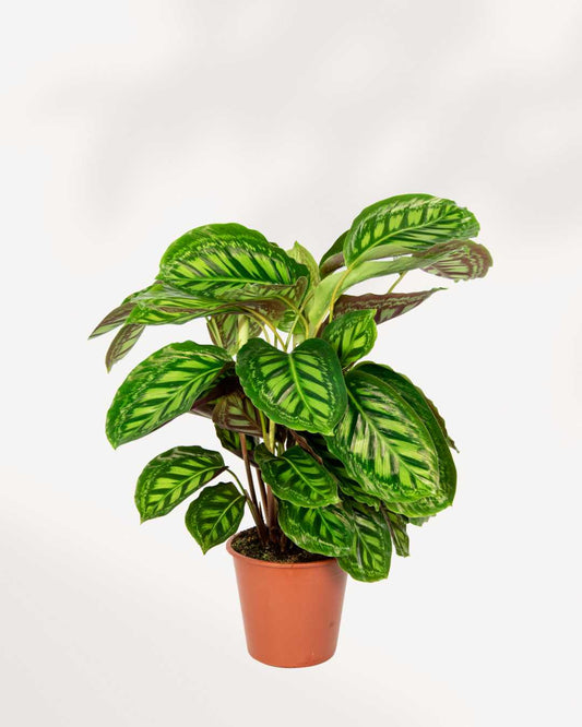 Calathea Flame Star | Buy Online - Plant Care