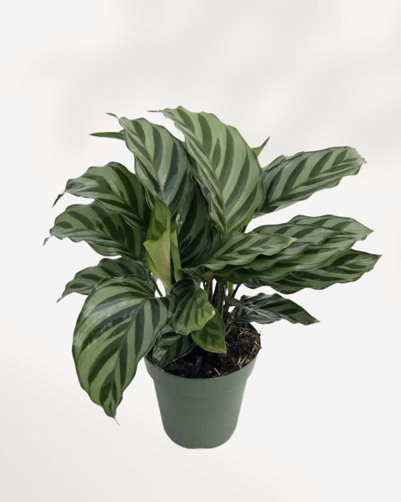 Calathea Freddie 4" Pot - Small