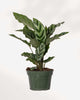 Calathea Freddie 5" Pot - Medium