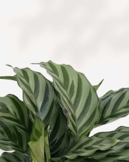 Calathea Freddie | Buy Plants Online - Houseplant Delivery & Care
