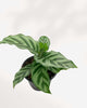 Calathea Freddie