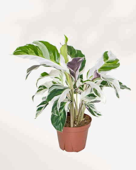 Calathea Fusion White | Buy Online - Rare Variegated Beauty | Mygreenscape 