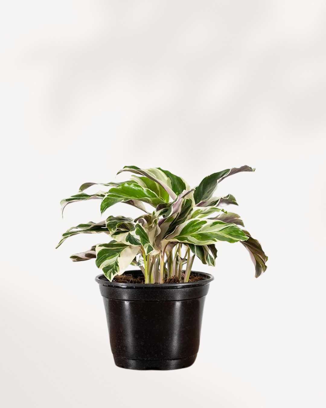 Calathea Fusion White | Buy Online