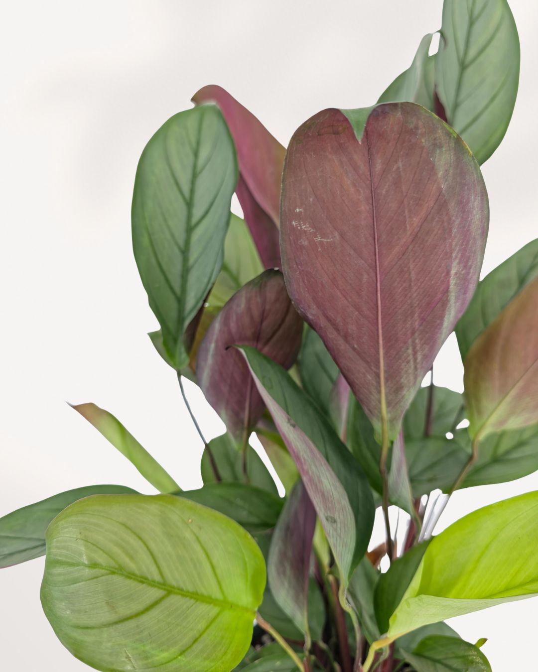 Close up of Calathea Grey Star leaves highlighting soft silver green patterns and rich purple undersides, premium indoor tropical plant delivered across Canada.