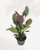 Healthy Calathea Grey Star houseplant viewed from the front top, showcasing lush tropical foliage, available for Richmond Hill pickup or Canada wide plant delivery.