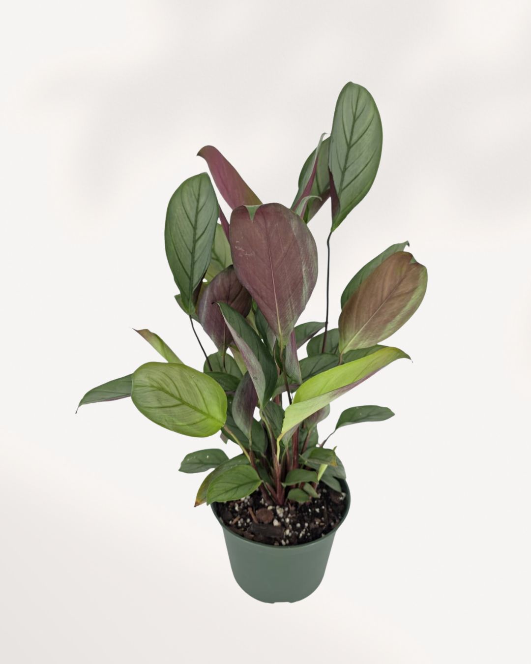 Healthy Calathea Grey Star houseplant viewed from the front top, showcasing lush tropical foliage, available for Richmond Hill pickup or Canada wide plant delivery.