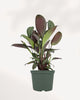 Calathea Grey Star indoor plant with elegant silver green foliage and purple undersides, perfect for modern home decor, available online in Richmond Hill with delivery across GTA Toronto and Canada.