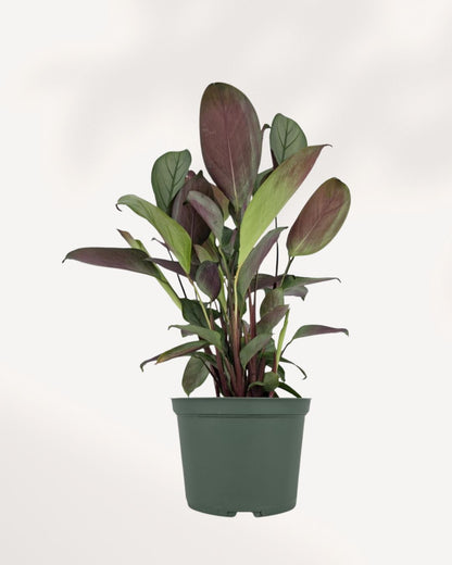 Calathea Grey Star indoor plant with elegant silver green foliage and purple undersides, perfect for modern home decor, available online in Richmond Hill with delivery across GTA Toronto and Canada.
