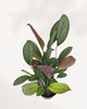 Top view of Calathea Grey Star displaying full, healthy foliage and striking leaf patterns, ideal indoor plant for homes and offices across GTA Toronto and Canada.