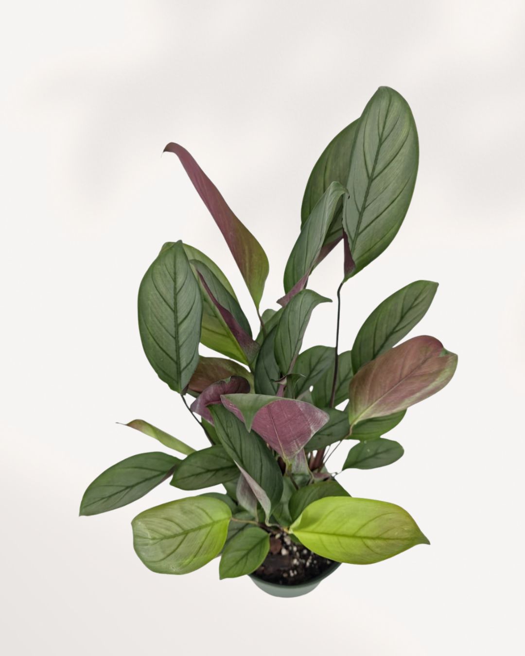 Top view of Calathea Grey Star displaying full, healthy foliage and striking leaf patterns, ideal indoor plant for homes and offices across GTA Toronto and Canada.