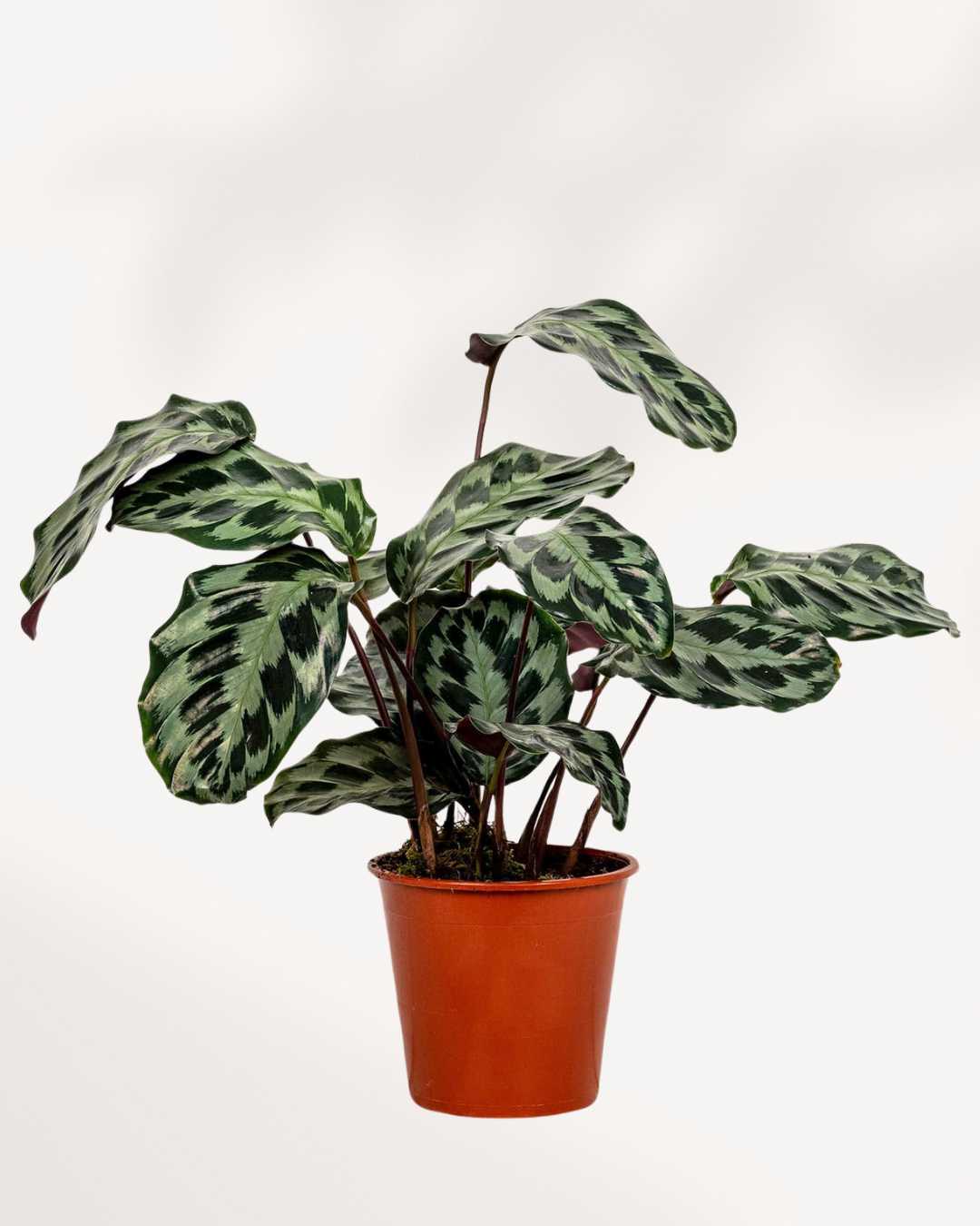 Calathea Helen Kennedy | Buy Online