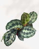 Calathea Helen Kennedy