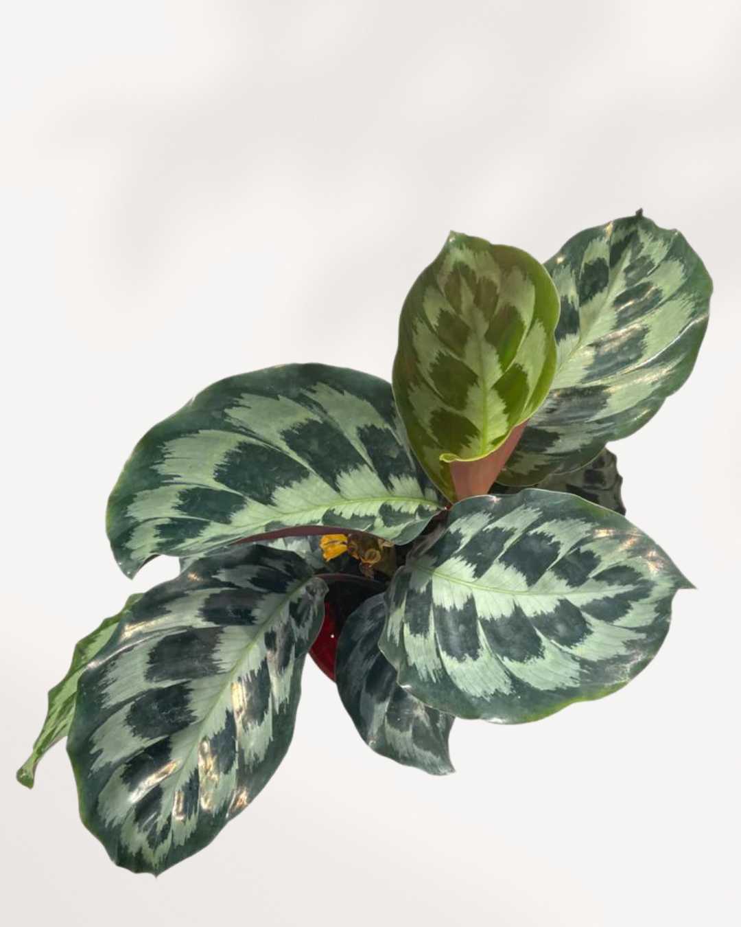 Calathea Helen Kennedy | Buy Online - Stunning, Pet-Friendly Plant | Mygreenscape