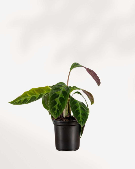 Calathea Jungle Velvet | Buy Online - Plant care