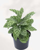 Calathea Leopordina 6" Pot - Medium