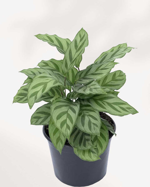 Calathea Leopardina | Buy Online - Elegant Indoor Plant | Mygreenscape