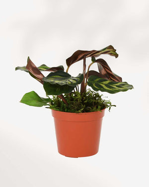 Calathea Makoyana Peacock 2.5" Pot - XSmall | Buy Online