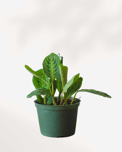 Calathea Maranta Prayer Plant | Buy Online