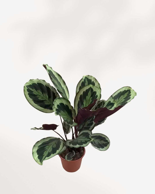 Calathea Marion | Buy Online