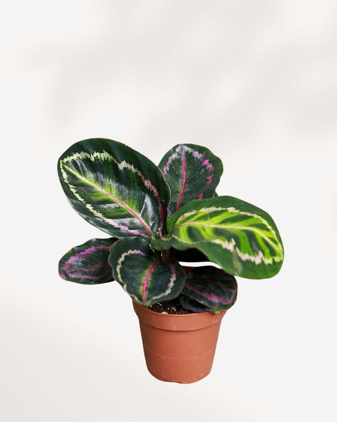 Calathea Medallion | Buy Online