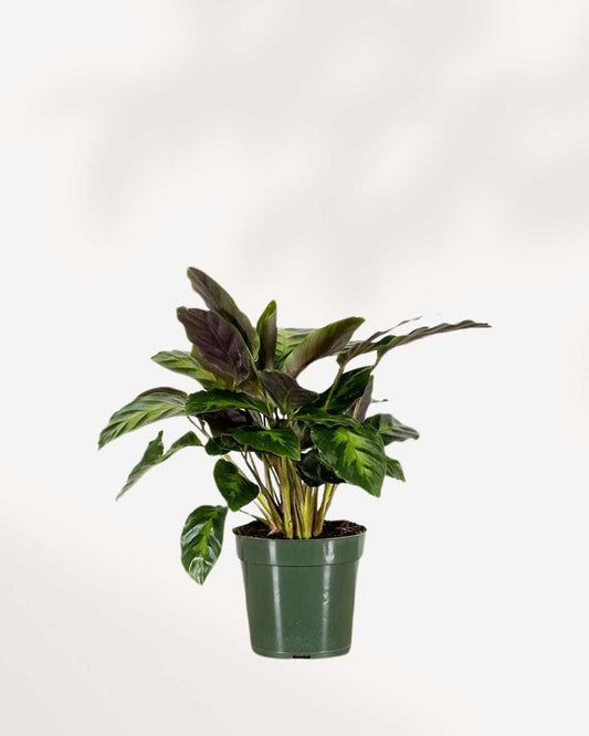 Calathea Misto | buy Online - Plant Care 