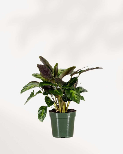 Calathea Misto | Buy Online - Vibrant Pet-Friendly Houseplant |  Mygreenscape