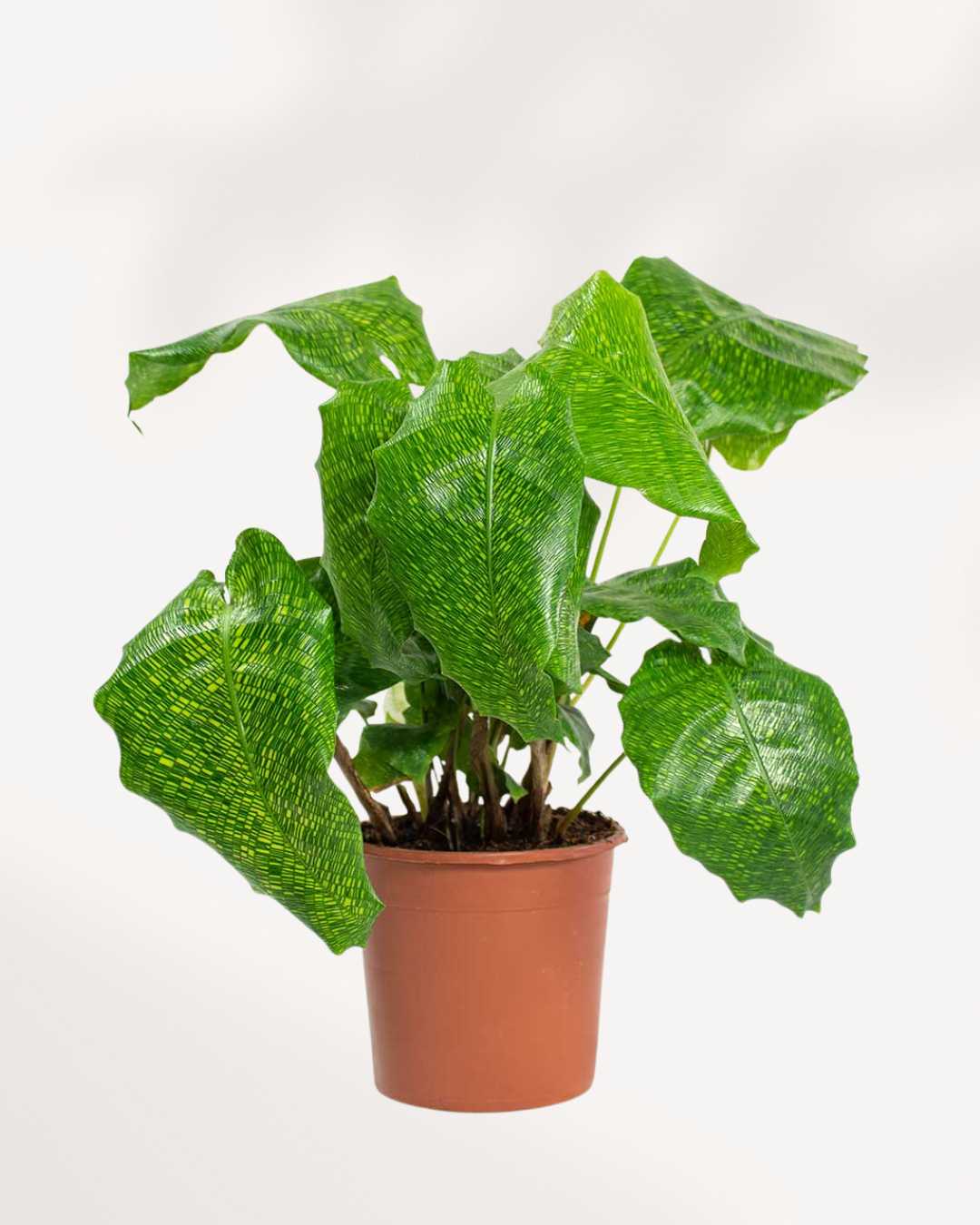 Calathea Musaica Network | Buy Online 