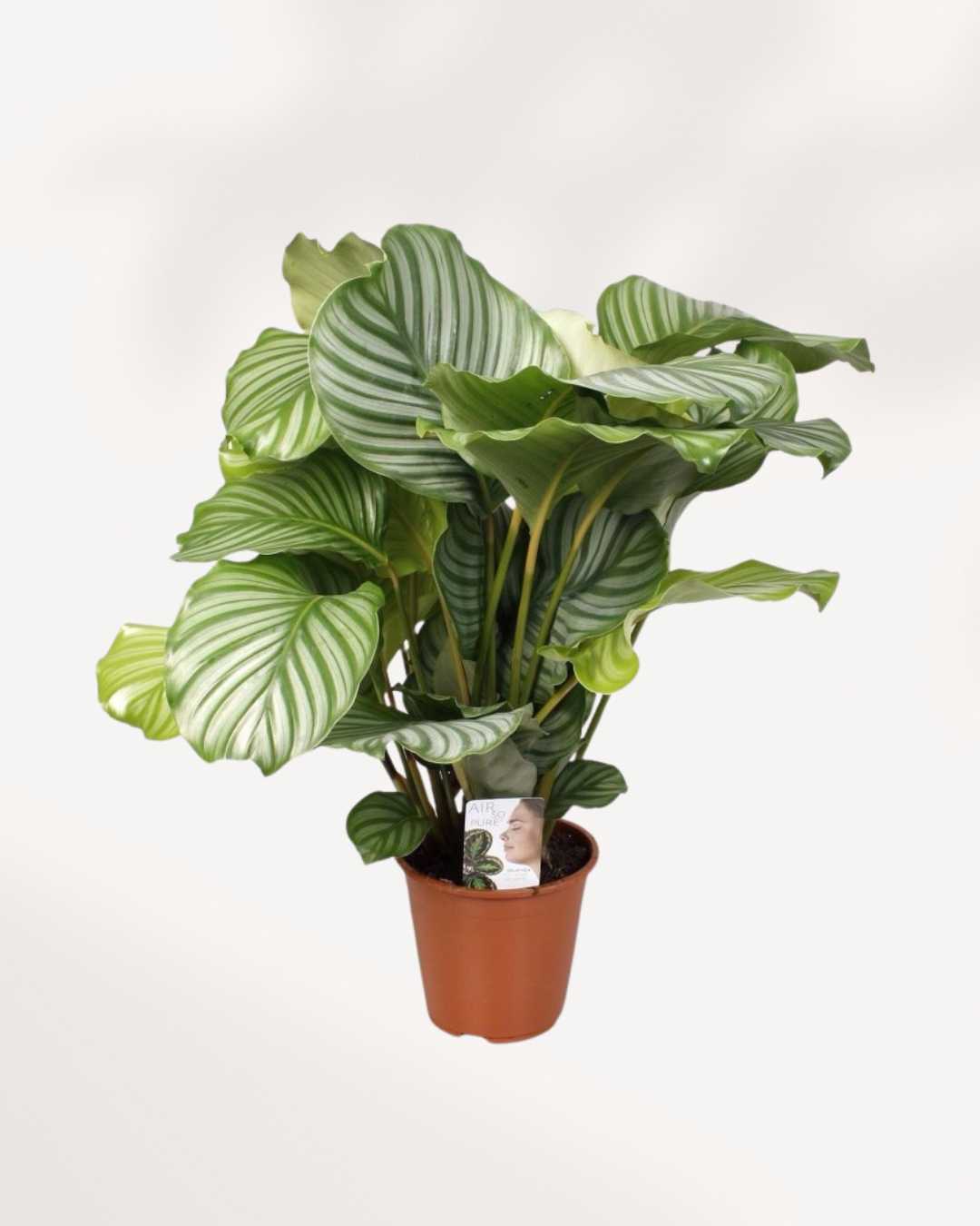 Calathea Orbifolia | Buy Online