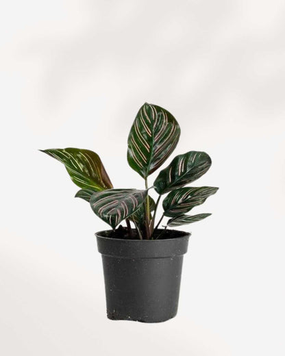 Calathea Ornata Pinstripe | Buy Online