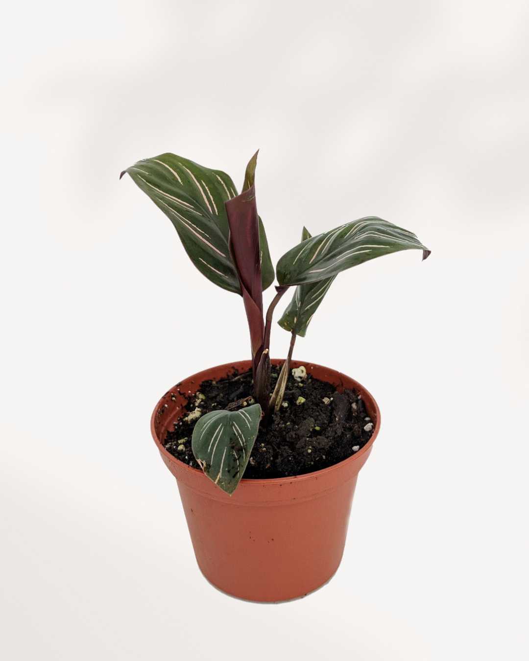 Calathea Ornata Pinstripe | Buy Online