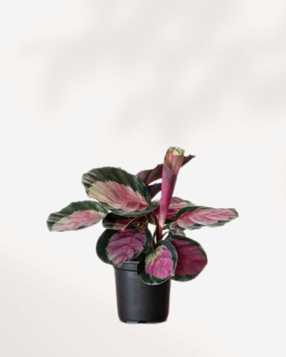 Calathea Roseopicta 'Rosie' | Buy Online